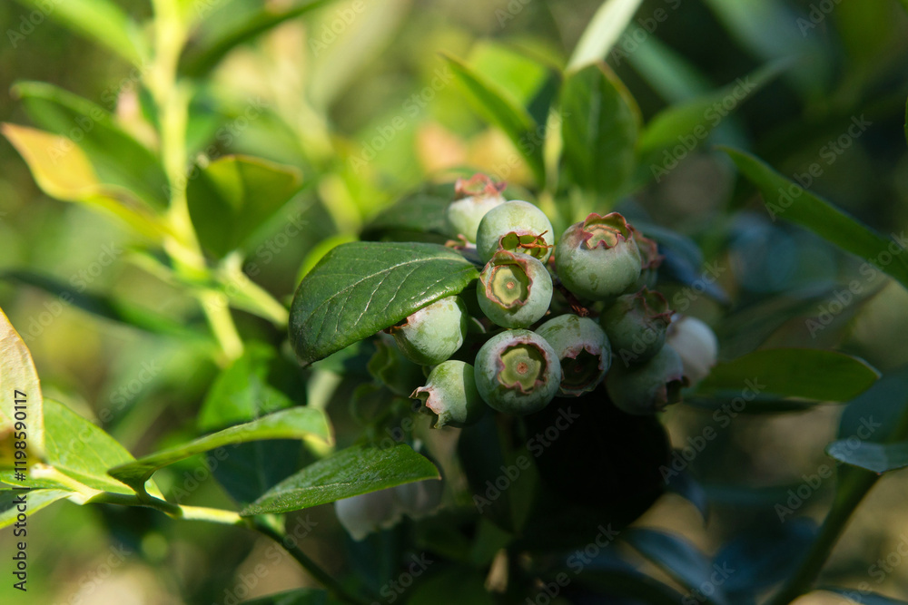 Lowbush unripe Blueberry Vaccinium species growing in a pot outdoor sunny day at home Australia