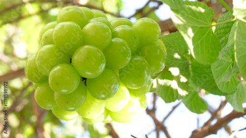 Sweet green grape on a branch over green natural garden Blur background, Bunch of Shine Muscat Grape with leaves in blur background.