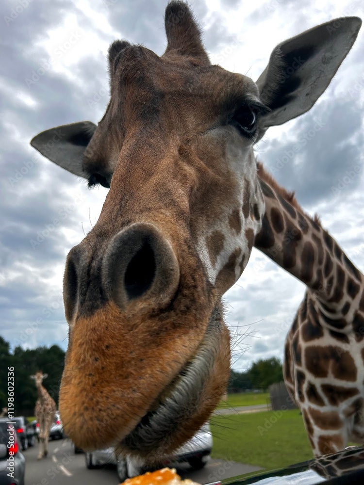 Fototapeta premium portrait of a giraffe