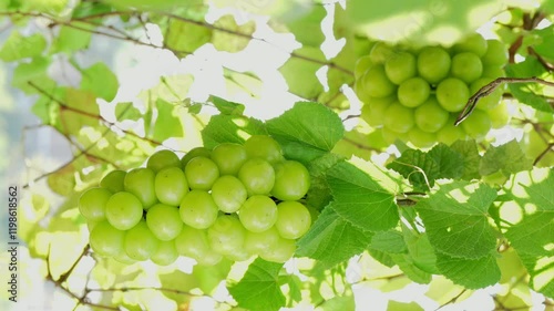 Green grape on a branch over green natural garden Blur background, Bunch of Shine Muscat Grape with leaves in blur background.
