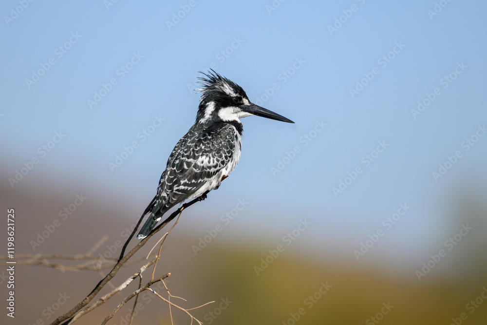 Fototapeta premium A pied kingfisher perched on a twig