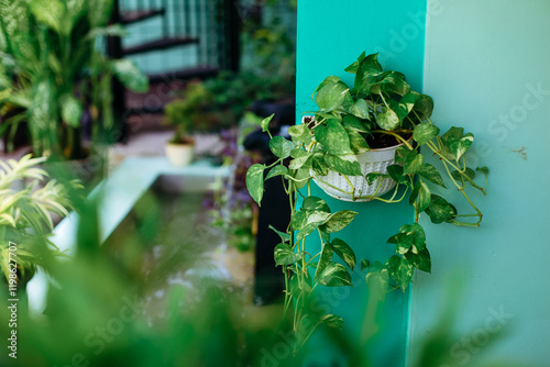 Sirih Gading.Ivory betel is a type of climbing plant, has striped leaves, green and yellow in color. This plant is an ornamental plant. photo