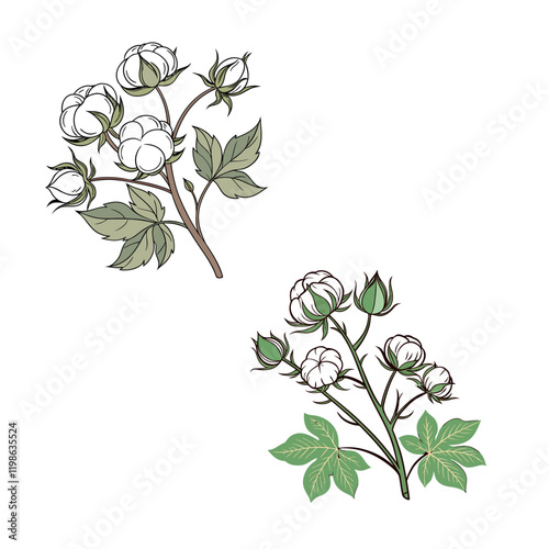 cotton plant with fluffy white bolls isolated white background 