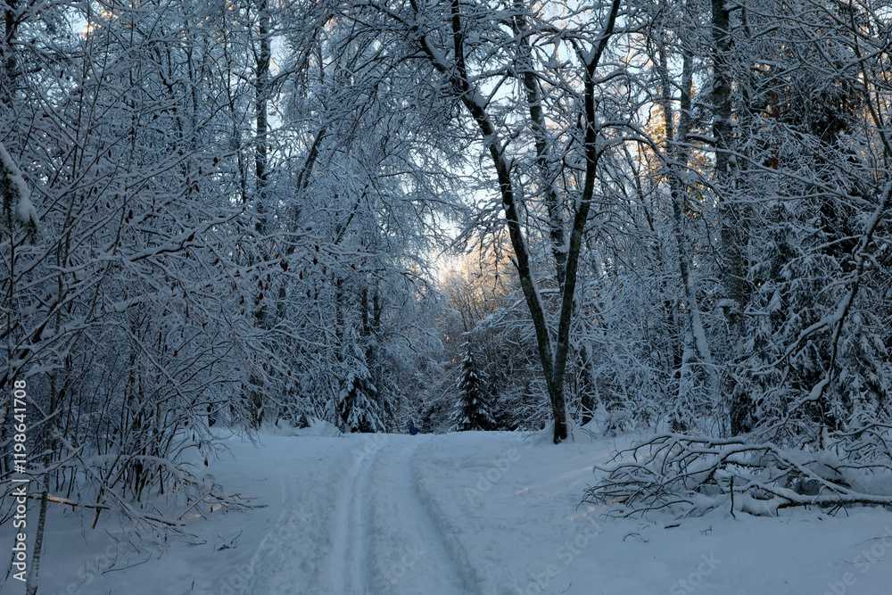 Fototapeta premium Winter