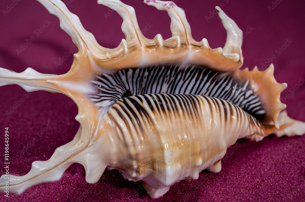 Obraz premium Scorpion Conch Shell on red sand Background