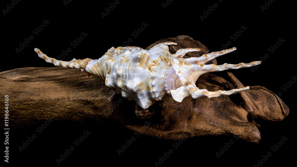 Scorpion Conch Shell on Wood black background Scorpion Conch Shell on Wood black background