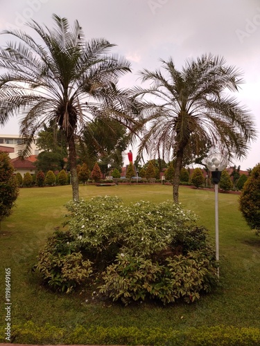 palm tree in the park at sunny day