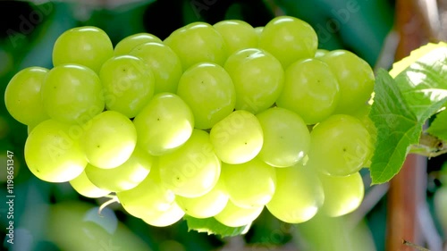 Sweet green grape on a branch over green natural garden Blur background, Bunch of Shine Muscat Grape with leaves in blur background.