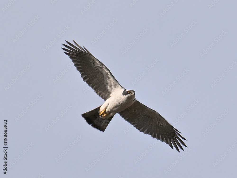 Obraz premium オオタカ Goshawk