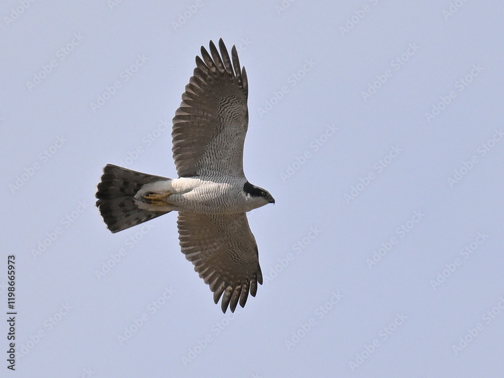 Obraz premium オオタカ Goshawk