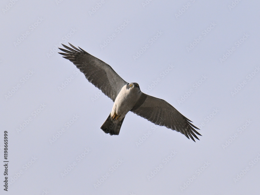Fototapeta premium オオタカ Goshawk