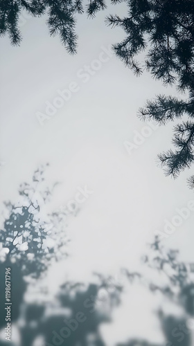 Silhouetted Pine Branches Frame a Softly Blurred Background with Subtle Tree Shadows Below.
