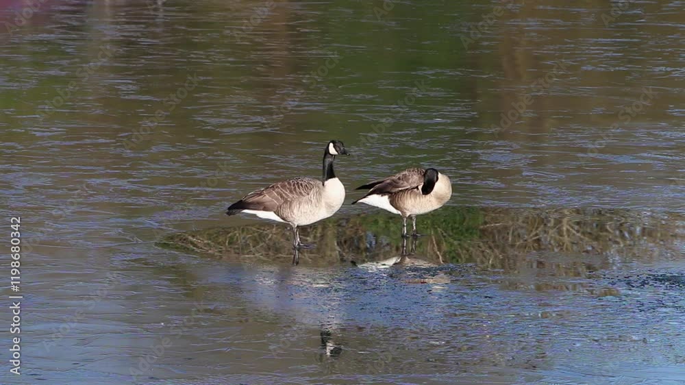 A pair of Canada Geese, Branta canadensis, surrounded by ice on frozen lake. Winter. UK A pair of Canada Geese, Branta canadensis, surrounded by ice on frozen lake. Winter. UK
