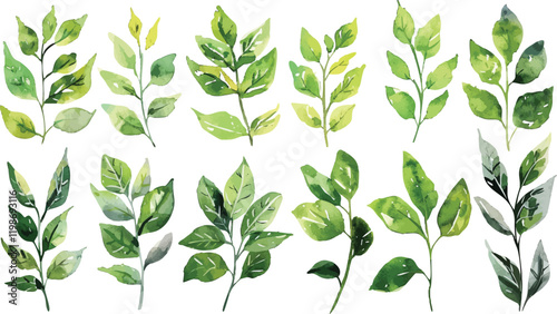Set of green watercolor leaves on isolated background. Green leaf branches collection. Watercolor floral set. Leaf branches for greetings, fashion, eucalyptus, olive, cloth, print, invitation, card