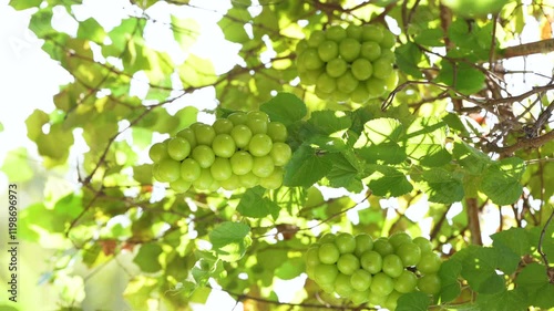 Sweet green grape on a branch over green natural garden Blur background, Bunch of Shine Muscat Grape with leaves in blur background.
