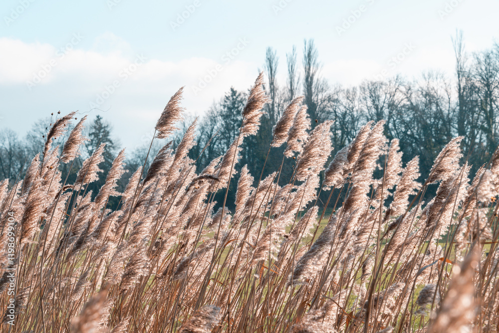 Fototapeta premium roseaux et ciel bleu en hiver