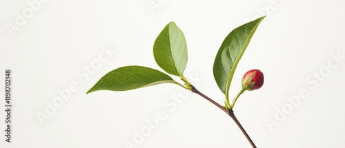 close up of a camellia bud on a branch with green leaves on a white background