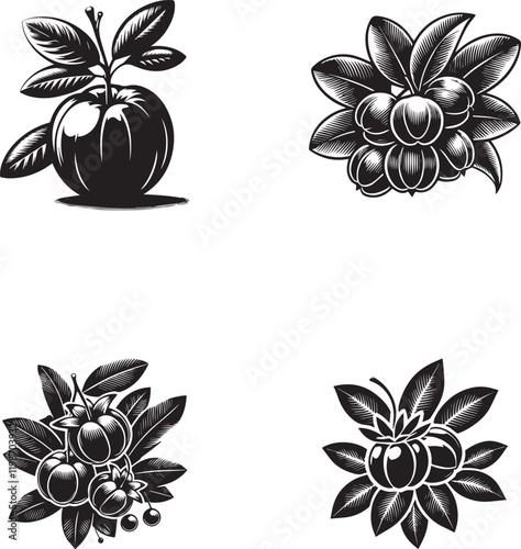 Acerola Fruit Silhouettes Collection - Vector Illustration