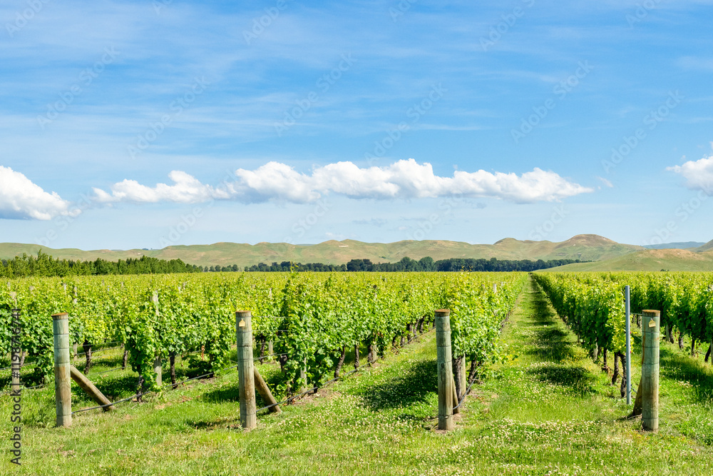 Obraz premium Vineyard in Hawke's Bay, New Zealand