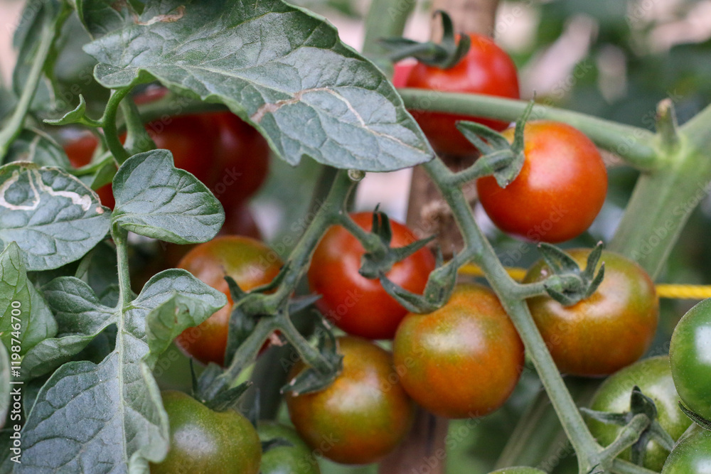A colorful tomato garden basking in the sunlight. A colorful tomato garden basking in the sunlight.