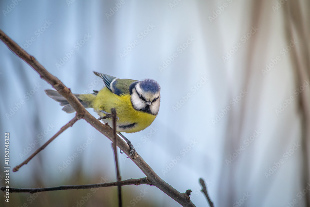Little Titmouse sitting on a branch.