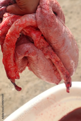 Close-up view of pig lungs.