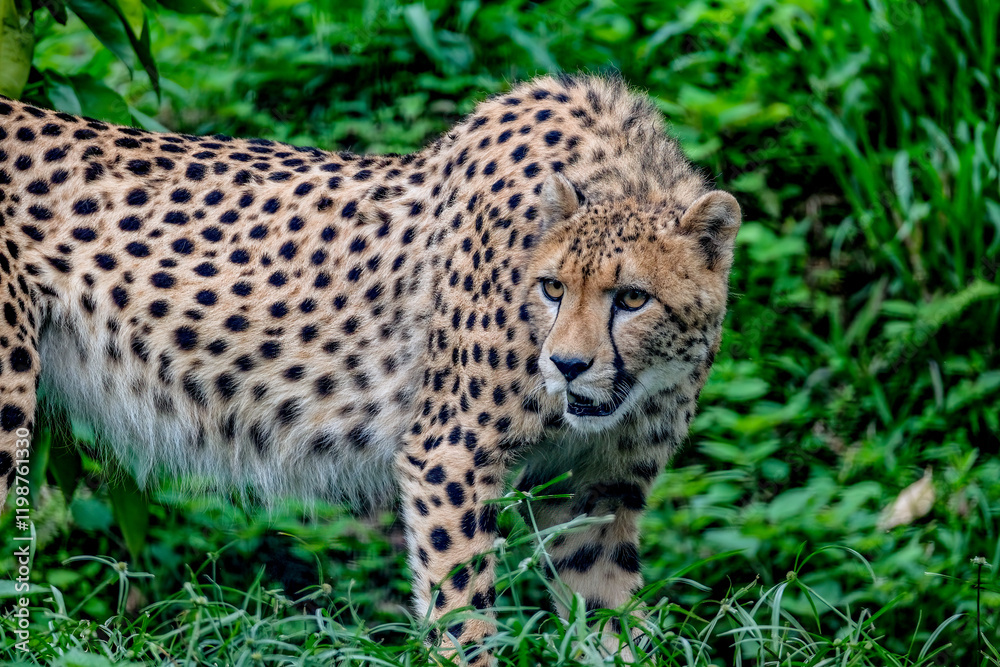A male cheetah ( Acinonyx Jubatus) looking for prey A male cheetah ( Acinonyx Jubatus) looking for prey