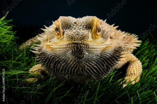 Portrait of a bearded dragon