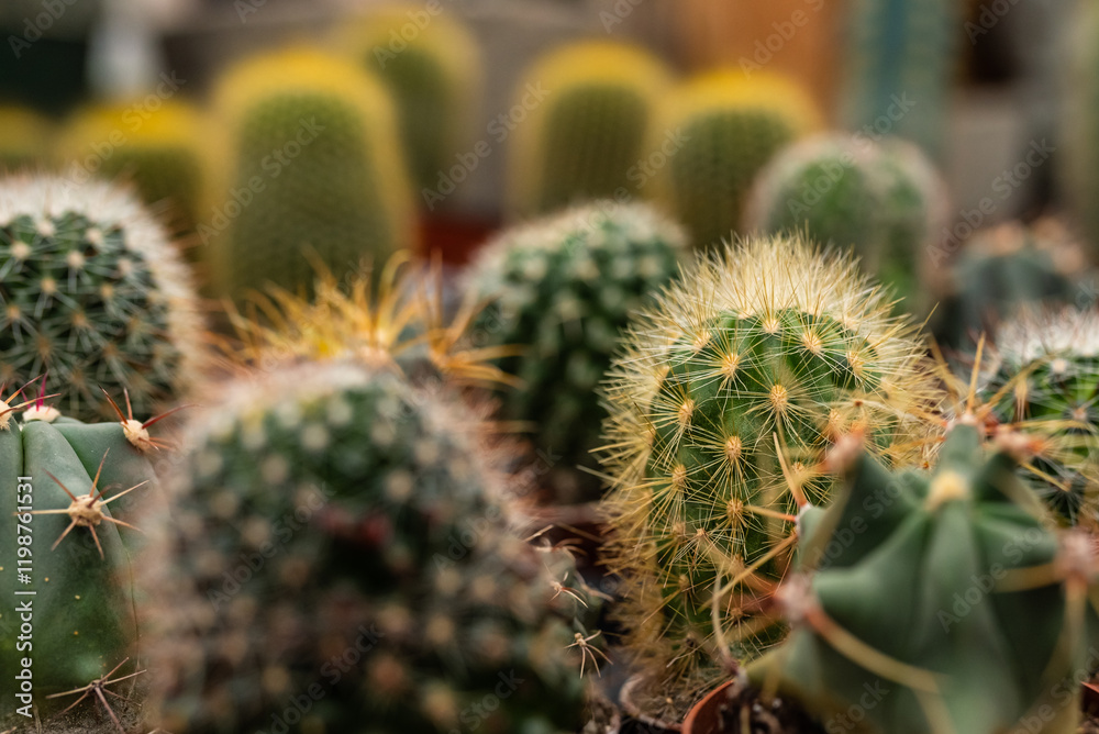 Cluster of cacti with intricate spines and green tones. Cluster of cacti with intricate spines and green tones.