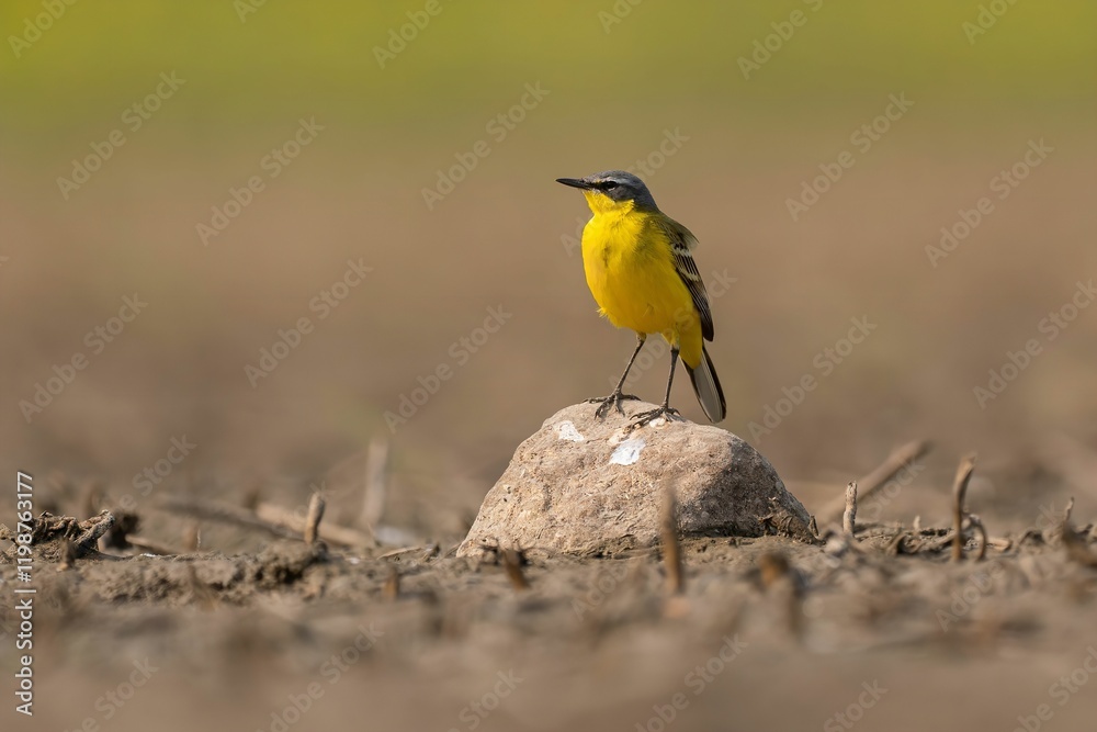 A Yellow Wagtail Perched on a Rock in a Field A Yellow Wagtail Perched on a Rock in a Field
