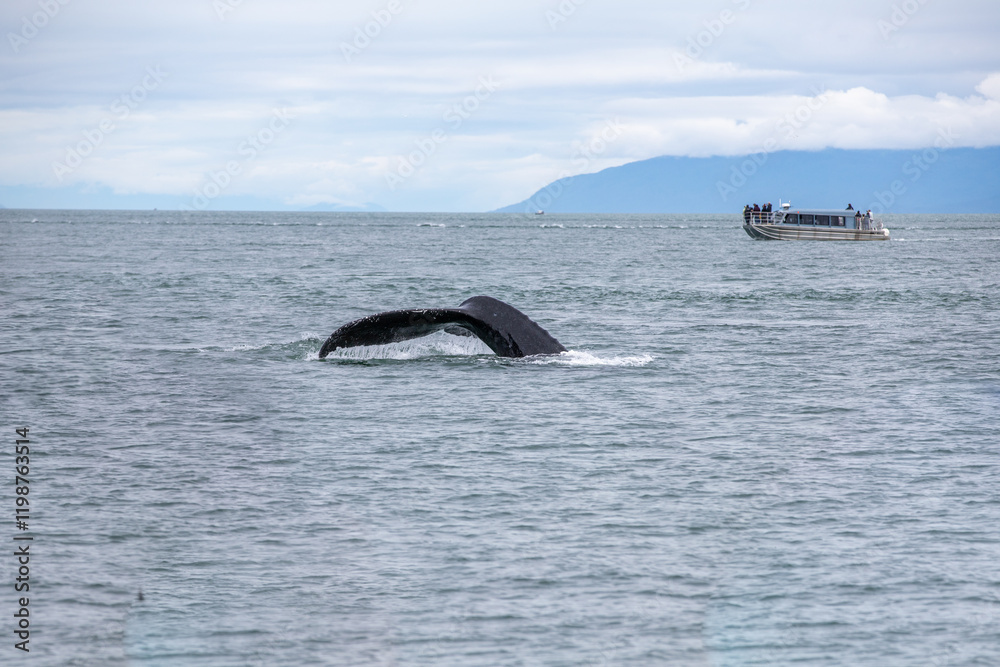 Fototapeta premium Humpback whale tail near a whale-watching tour boat