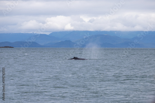 Humpback whale spouting near Alaska's coast photo