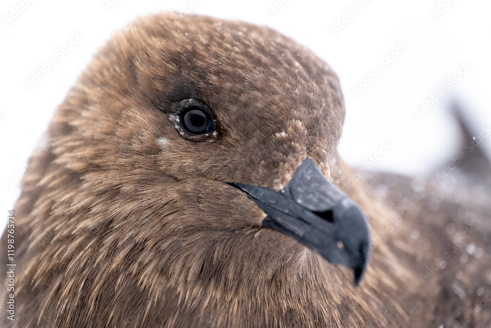 Portrait of South Polar Skua. Stercorarius maccormicki.