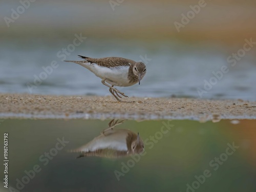 A Little Stint's Reflection on a Calm Shore photo