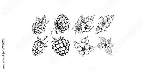 Print Raspberry berry with leaves, set of vector illustrations, engraving style, floral elements, objects for design patterns, backgrounds