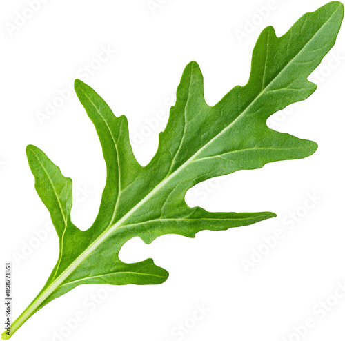 arugula rocket leaf photo
