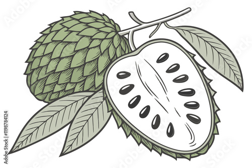 Tropical fruit illustration, exotic green soursop or custard apple, botanical drawing, cross-section view, whole fruit, leaves, detailed texture, vibrant green color, white flesh, black seeds, hand-dr