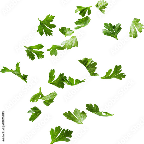 coriander falling 