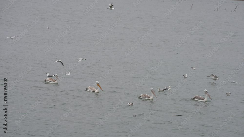 Majestic Pelicans Swimming Calmly on Lake, Water Surface Reflecting Quiet Cold Winter Majestic Pelicans Swimming Calmly on Lake, Water Surface Reflecting Quiet Cold Winter