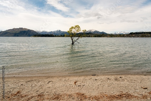 Iconic Wanaka Tree in Lake Wanaka, New Zealand photo