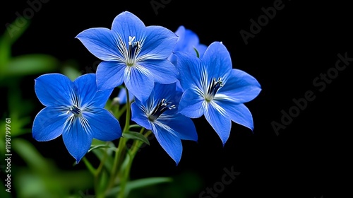 Delicate Blue Flowers with Vibrant Petals Against a Dark Background in Nature's Splendor