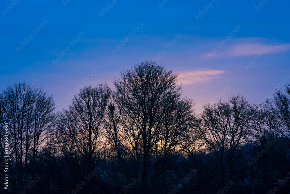 Beautiful British Winter Dawn with Tree Silhouettes Against Colourful Sky. Peaceful UK Countryside Sunrise Featuring Bare Trees and Purple Horizon Beautiful British Winter Dawn with Tree Silhouettes Against Colourful Sky. Peaceful UK Countryside Sunrise Featuring Bare Trees and Purple Horizon