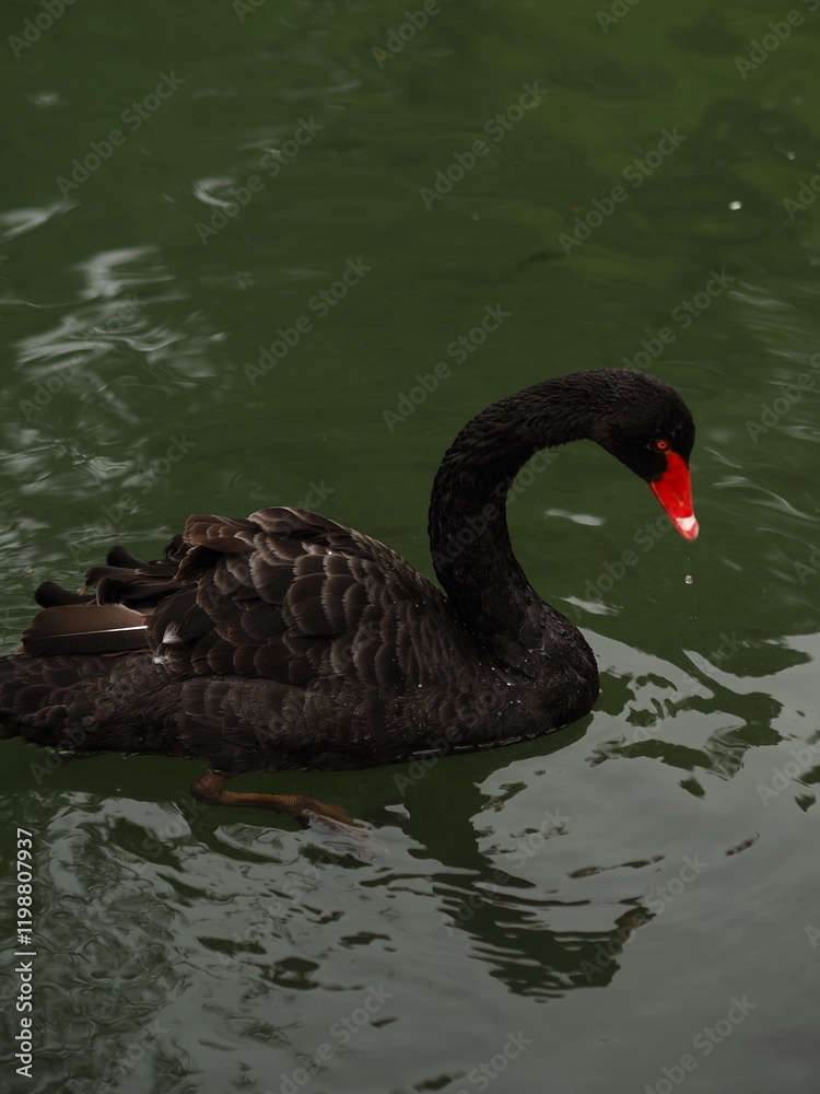 Fototapeta premium Black swan, mute. Australian black swan swims in the water
