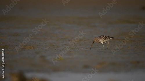 A speckled shorebird, likely a Eurasian curlew or similar species, is seen in profile, meticulously searching for food on a flat, light brown mudflat.
