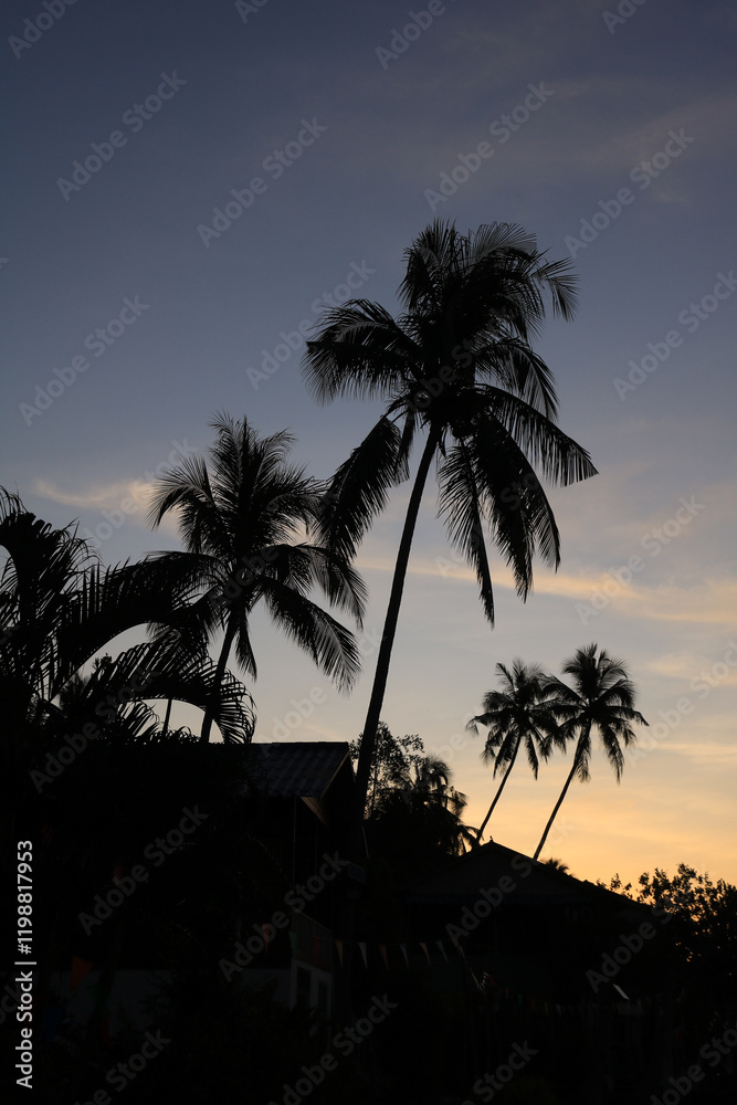 Outlines of coco palms in Ko Chang, Thailand. Outlines of coco palms in Ko Chang, Thailand.