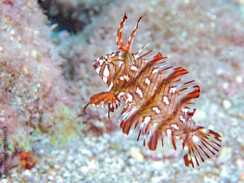 可愛いオビテンスモドキ（ベラ科）の幼魚他。
英名学名：Rockmover wrasse, Novaculichthys taeniourus

静岡県伊豆半島賀茂郡南伊豆町中木ヒリゾ浜2024年
 photo