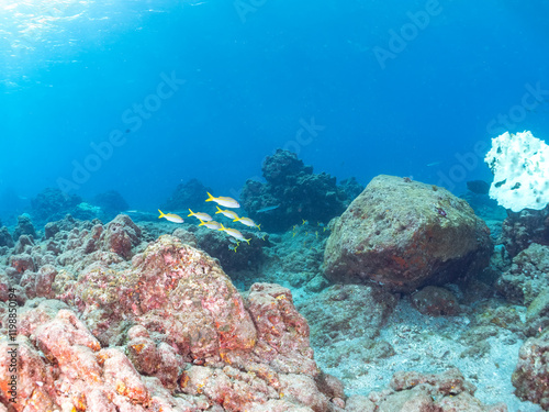 美しいアカヒメジ、ホウライヒメジ（ヒメジ科）他の群れ。
英名学名：Yellowfin goatfish (Mulloidichthys vanicolensis)
Whitesaddle goatfish, Parupeneus ciliatus
静岡県伊豆半島賀茂郡南伊豆町中木ヒリゾ浜2024年
 photo