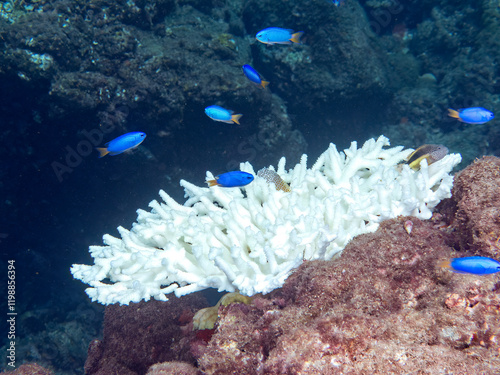 高海水温が続いているのでサンゴの白化現象が起きている。

美しいテーブルサンゴと可愛いセダカギンポ（イソギンポ科）、ホシゴンベ（ゴンベ科）の幼魚他。
英名学名：Leopard blenny (Exallias brevis)
Blackside hawkfish, Paracirrhites forsteri
静岡県伊豆半島賀茂郡南伊豆町中木ヒリゾ浜2024年
 photo