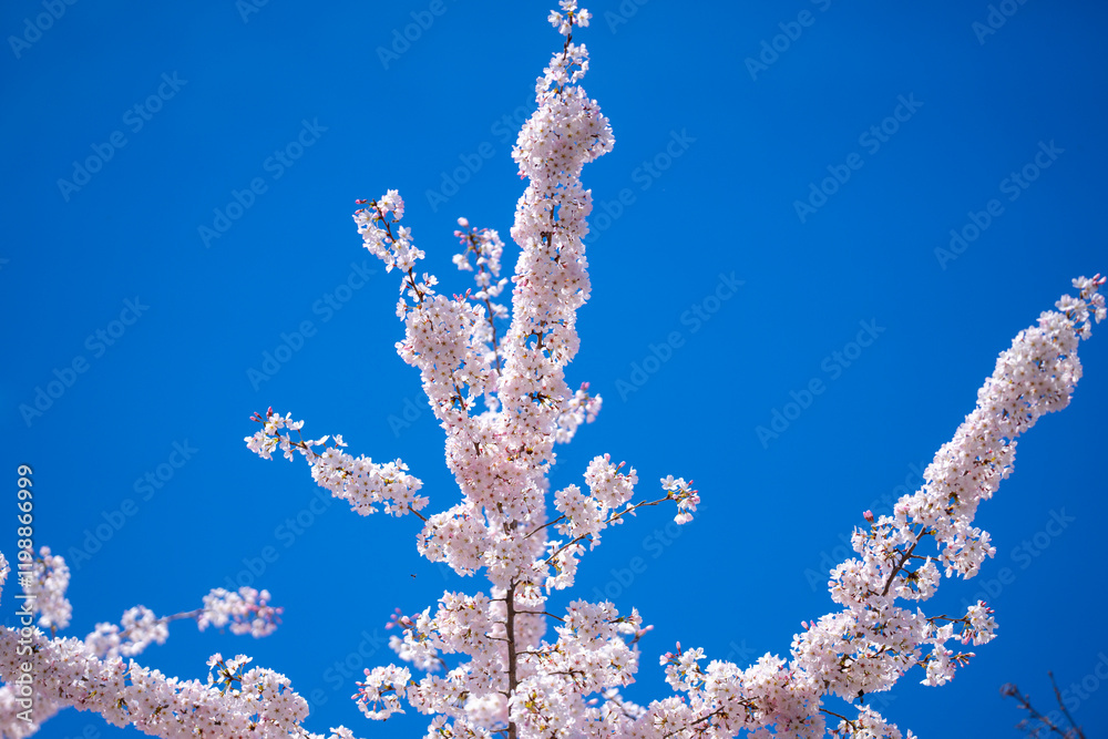 Spring blossom tree branch with white flowers. Spring background. Blooming tree branches white flowers and blue sky background, close up. Cherry blossom, spring garden, orchard, spring sunny day. Spring blossom tree branch with white flowers. Spring background. Blooming tree branches white flowers and blue sky background, close up. Cherry blossom, spring garden, orchard, spring sunny day.