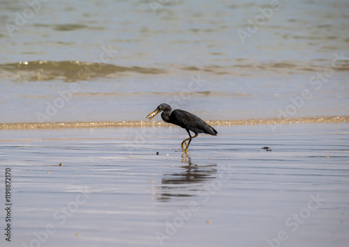 Wallpaper Mural Grey heron hunting in natural conditions near water in Thailand Torontodigital.ca